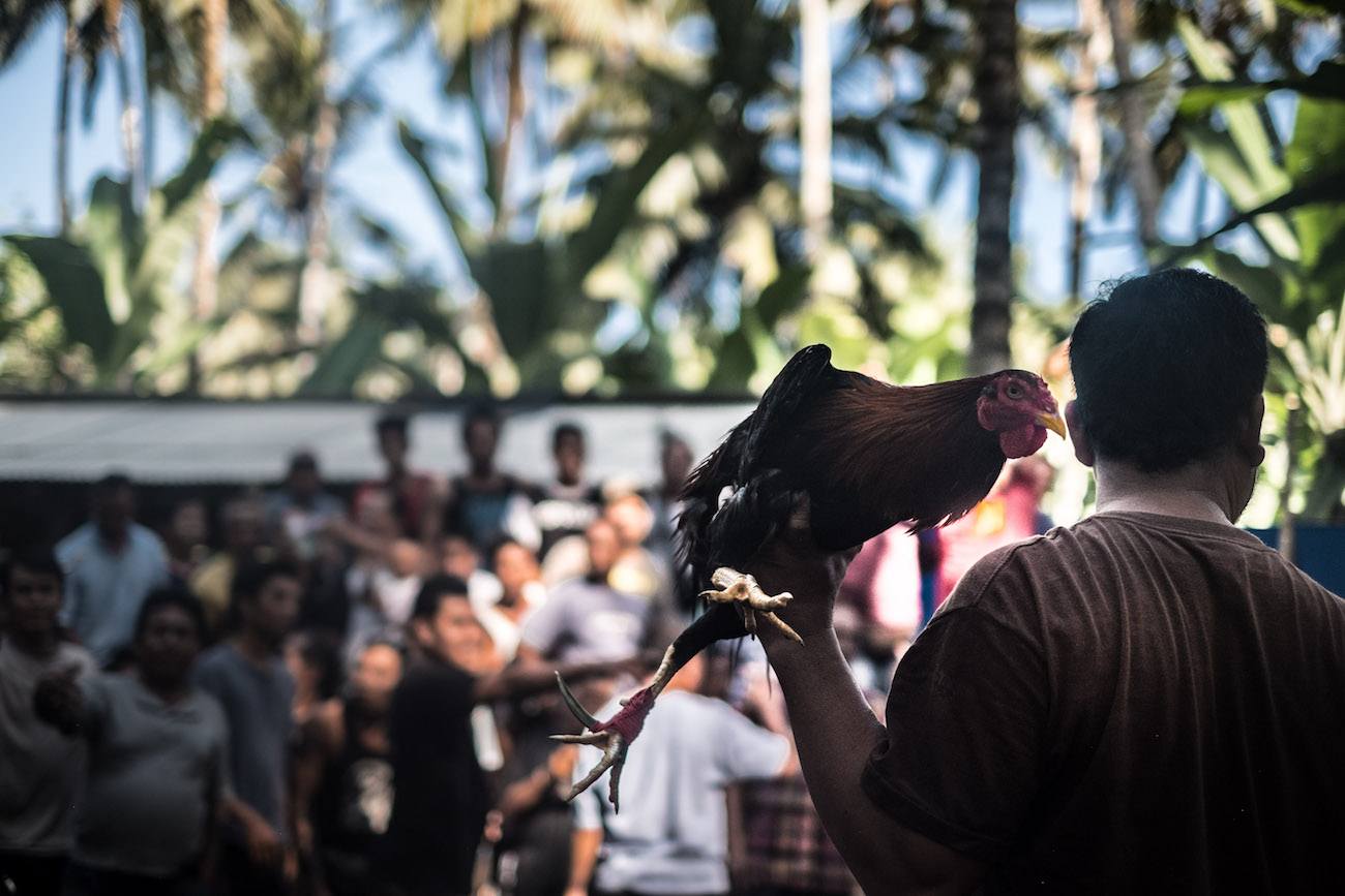 Hahnenkämpfe in Bali